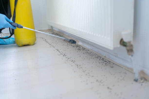 Best Flea Control Services  in Elkton, KY